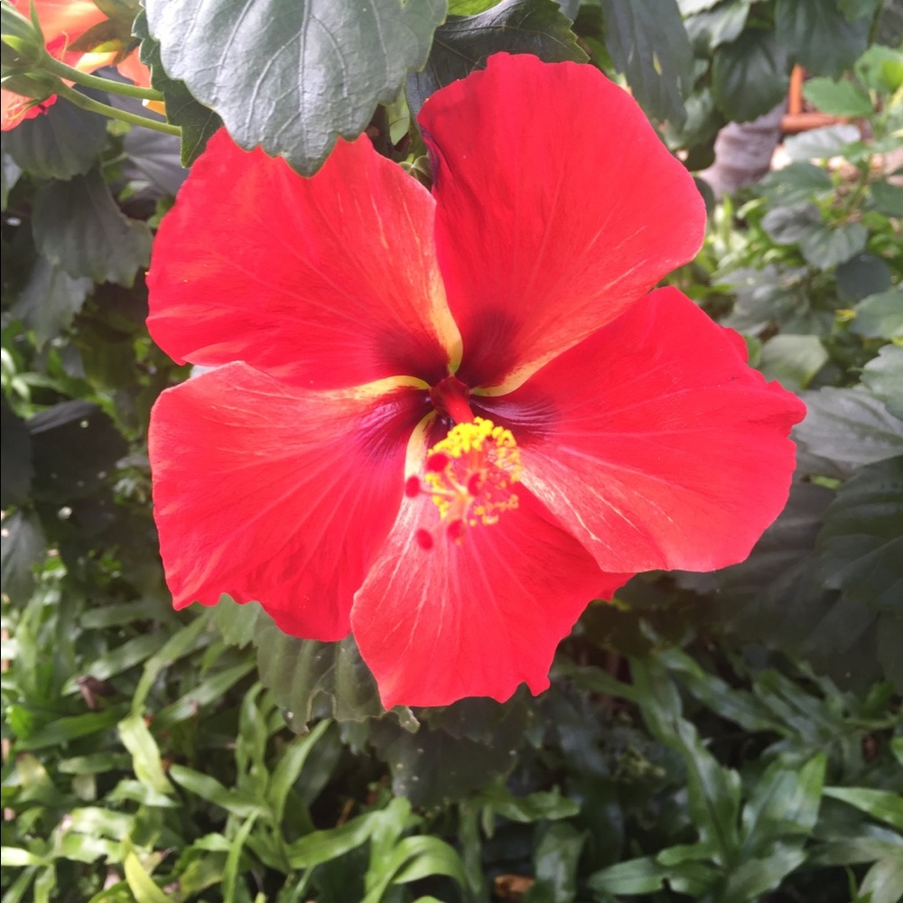 Meet your Posher, Llilliana